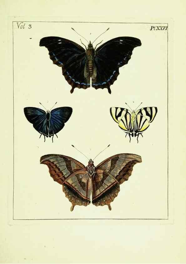 Reproducción/Reproduction 9248631130: Illustrations of natural history.. London,Printed for the author and sold by B. White,1770-82.