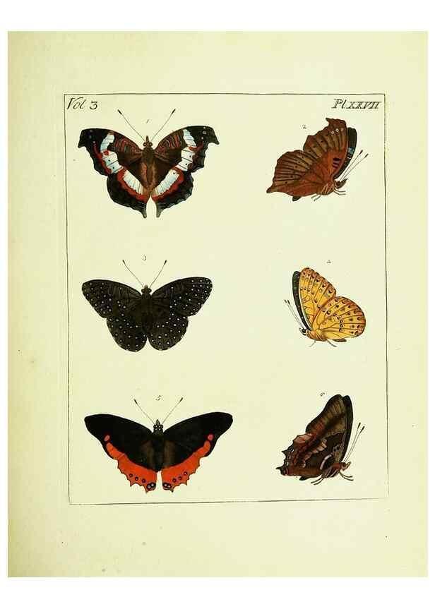 Reproducción/Reproduction 9245850709: Illustrations of natural history.. London,Printed for the author and sold by B. White,1770-82.