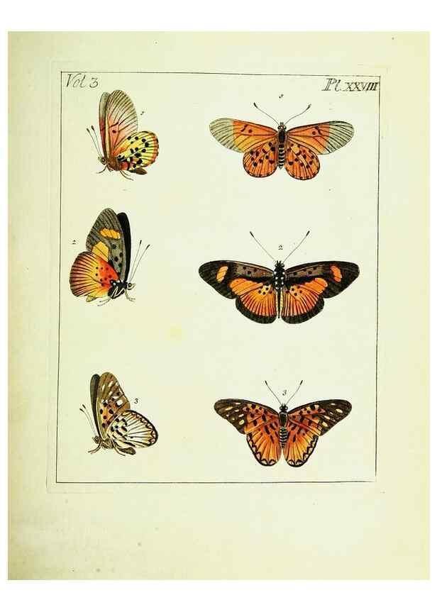 Reproducción/Reproduction 9248632914: Illustrations of natural history.. London,Printed for the author and sold by B. White,1770-82.
