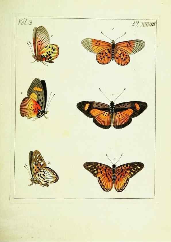 Reproducción/Reproduction 9248632914: Illustrations of natural history.. London,Printed for the author and sold by B. White,1770-82.
