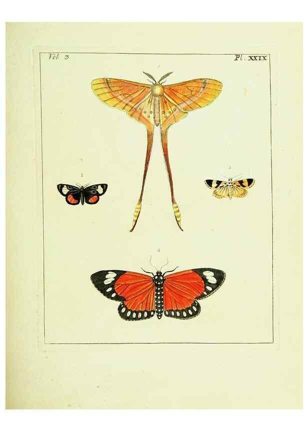 Reproducción/Reproduction 9248633746: Illustrations of natural history.. London,Printed for the author and sold by B. White,1770-82.