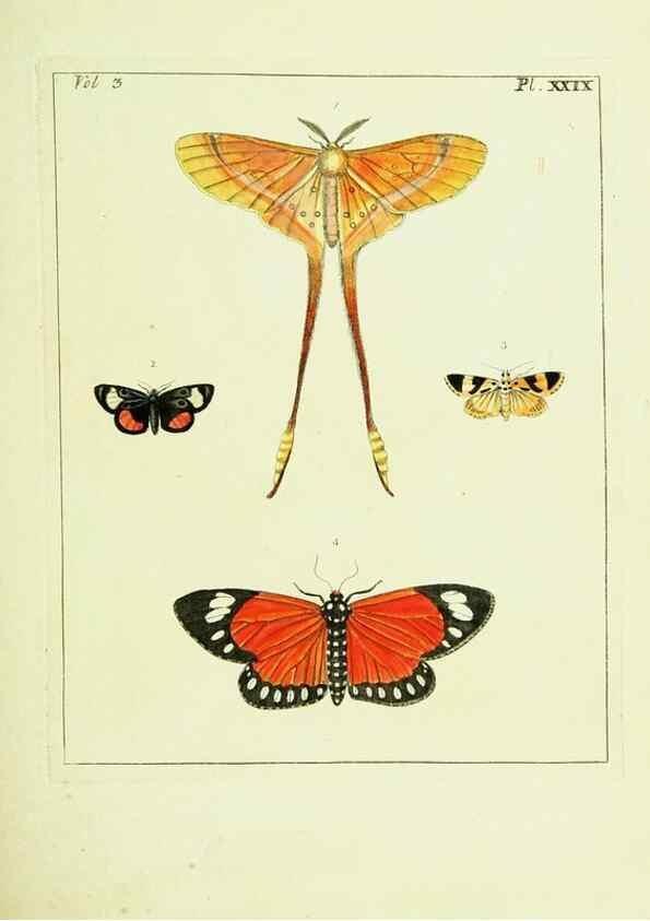 Reproducción/Reproduction 9248633746: Illustrations of natural history.. London,Printed for the author and sold by B. White,1770-82.