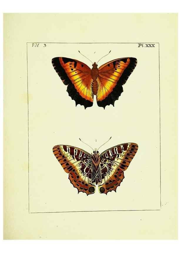 Reproducción/Reproduction 9248634704: Illustrations of natural history.. London,Printed for the author and sold by B. White,1770-82.