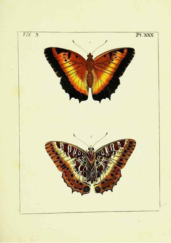 Reproducción/Reproduction 9248634704: Illustrations of natural history.. London,Printed for the author and sold by B. White,1770-82.