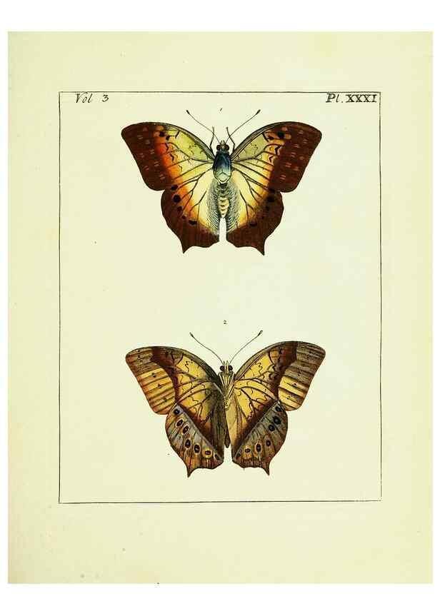 Reproducción/Reproduction 9245854241: Illustrations of natural history.. London,Printed for the author and sold by B. White,1770-82.