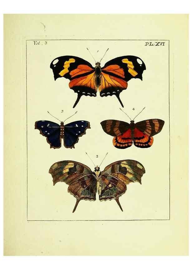Reproducción/Reproduction 9248621646: Illustrations of natural history.. London,Printed for the author and sold by B. White,1770-82.