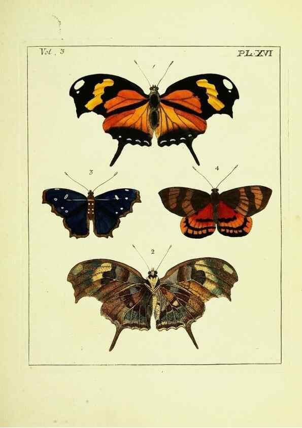 Reproducción/Reproduction 9248621646: Illustrations of natural history.. London,Printed for the author and sold by B. White,1770-82.