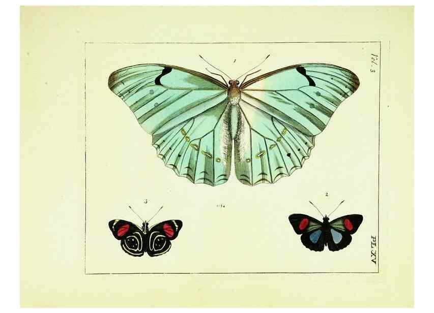 Reproducción/Reproduction 9245839581: Illustrations of natural history.. London,Printed for the author and sold by B. White,1770-82.