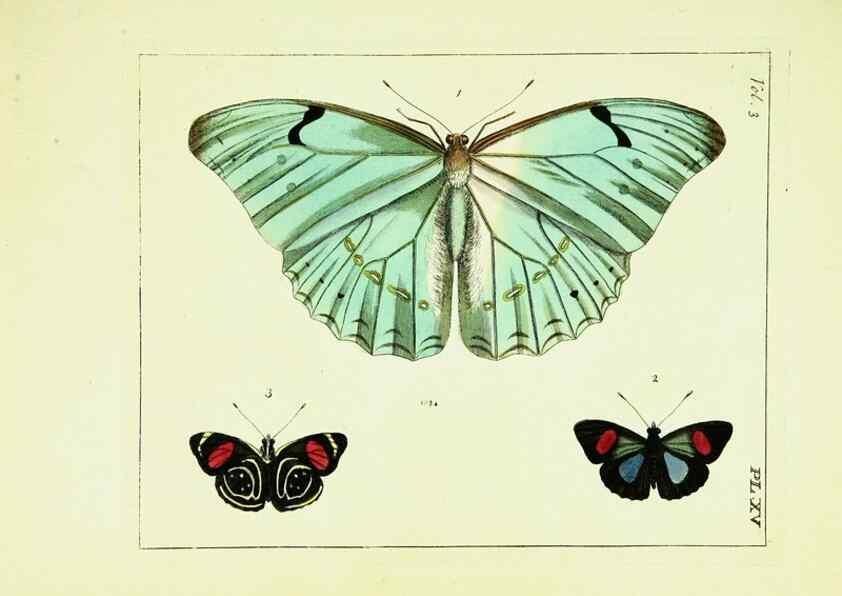 Reproducción/Reproduction 9245839581: Illustrations of natural history.. London,Printed for the author and sold by B. White,1770-82.
