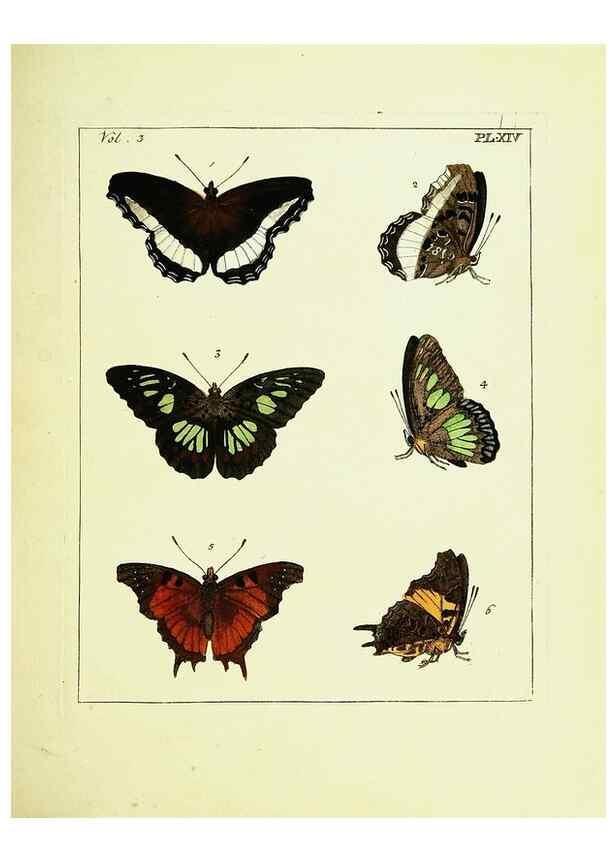 Reproducción/Reproduction 9248619622: Illustrations of natural history.. London,Printed for the author and sold by B. White,1770-82.