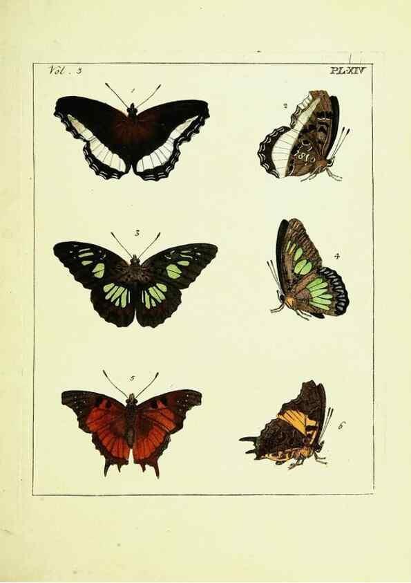 Reproducción/Reproduction 9248619622: Illustrations of natural history.. London,Printed for the author and sold by B. White,1770-82.