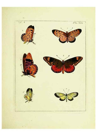Reproducción/Reproduction 9248618622: Illustrations of natural history.. London,Printed for the author and sold by B. White,1770-82.