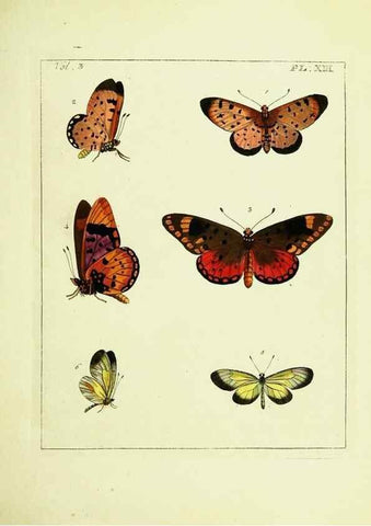 Reproducción/Reproduction 9248618622: Illustrations of natural history.. London,Printed for the author and sold by B. White,1770-82.