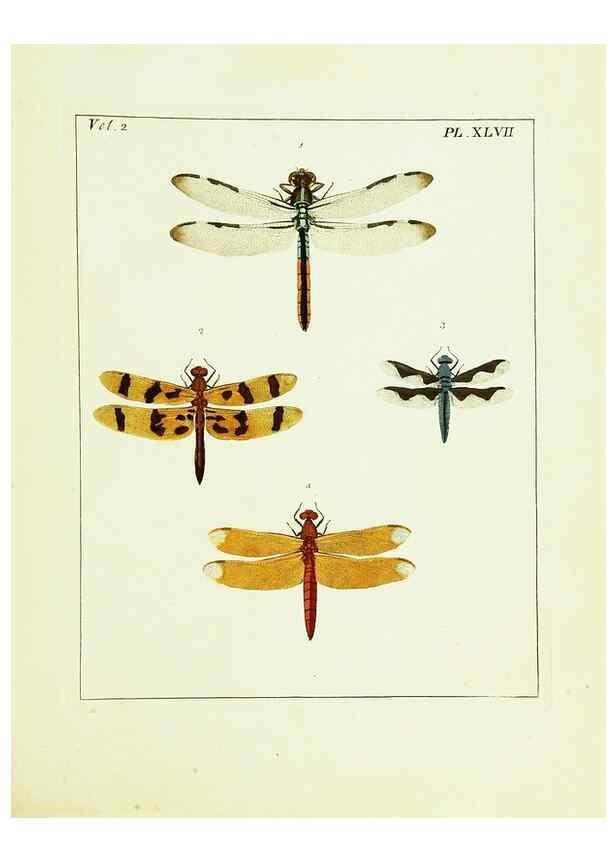 Reproducción/Reproduction 9248564632: Illustrations of natural history.. London,Printed for the author and sold by B. White,1770-82.