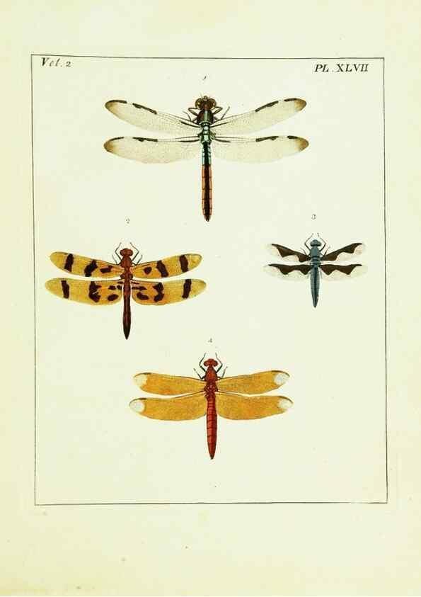 Reproducción/Reproduction 9248564632: Illustrations of natural history.. London,Printed for the author and sold by B. White,1770-82.