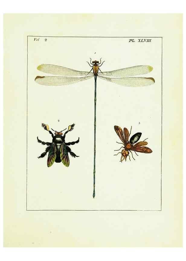 Reproducción/Reproduction 9245784591: Illustrations of natural history.. London,Printed for the author and sold by B. White,1770-82.