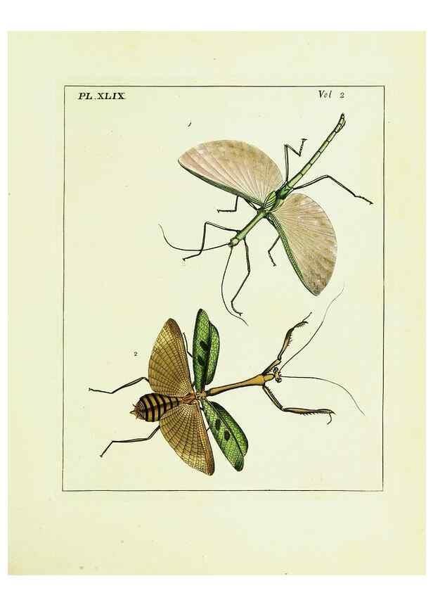 Reproducción/Reproduction 9248566156: Illustrations of natural history.. London,Printed for the author and sold by B. White,1770-82.