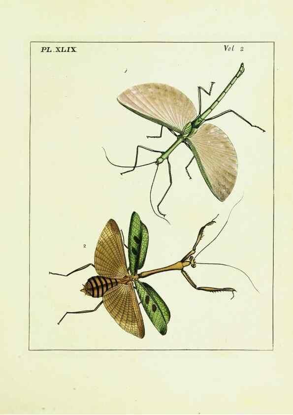 Reproducción/Reproduction 9248566156: Illustrations of natural history.. London,Printed for the author and sold by B. White,1770-82.