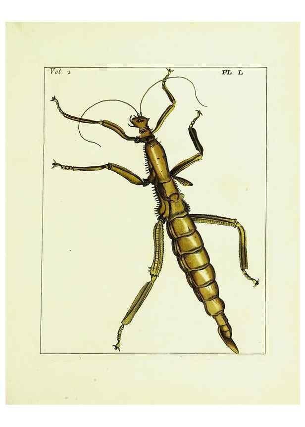 Reproducción/Reproduction 9248567128: Illustrations of natural history.. London,Printed for the author and sold by B. White,1770-82.