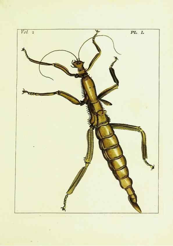Reproducción/Reproduction 9248567128: Illustrations of natural history.. London,Printed for the author and sold by B. White,1770-82.