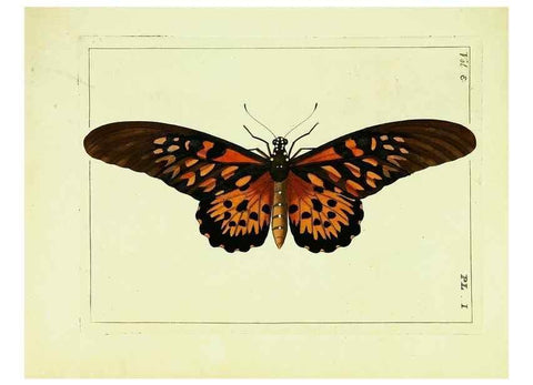 Reproducción/Reproduction 9245825679: Illustrations of natural history.. London,Printed for the author and sold by B. White,1770-82.