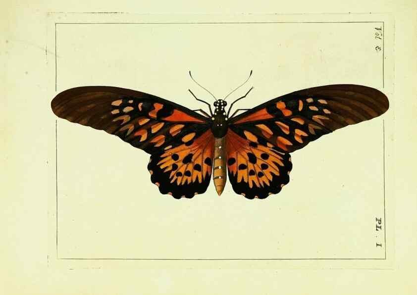 Reproducción/Reproduction 9245825679: Illustrations of natural history.. London,Printed for the author and sold by B. White,1770-82.