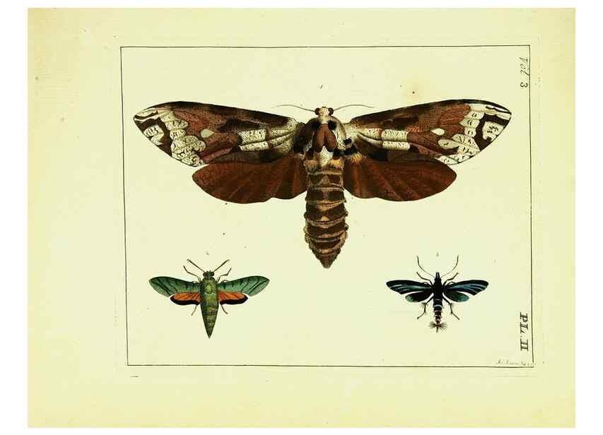 Reproducción/Reproduction 9248607610: Illustrations of natural history.. London,Printed for the author and sold by B. White,1770-82.