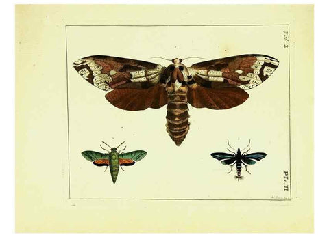 Reproducción/Reproduction 9248607610: Illustrations of natural history.. London,Printed for the author and sold by B. White,1770-82.