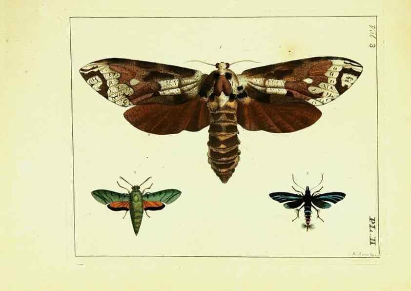 Reproducción/Reproduction 9248607610: Illustrations of natural history.. London,Printed for the author and sold by B. White,1770-82.