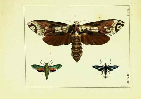 Reproducción/Reproduction 9248607610: Illustrations of natural history.. London,Printed for the author and sold by B. White,1770-82.