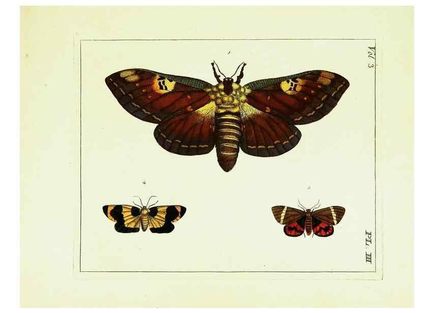 Reproducción/Reproduction 9245827613: Illustrations of natural history.. London,Printed for the author and sold by B. White,1770-82.
