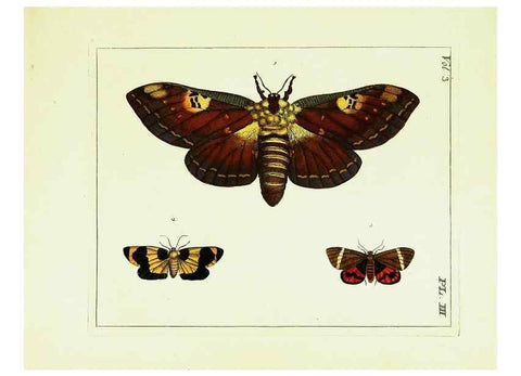 Reproducción/Reproduction 9245827613: Illustrations of natural history.. London,Printed for the author and sold by B. White,1770-82.