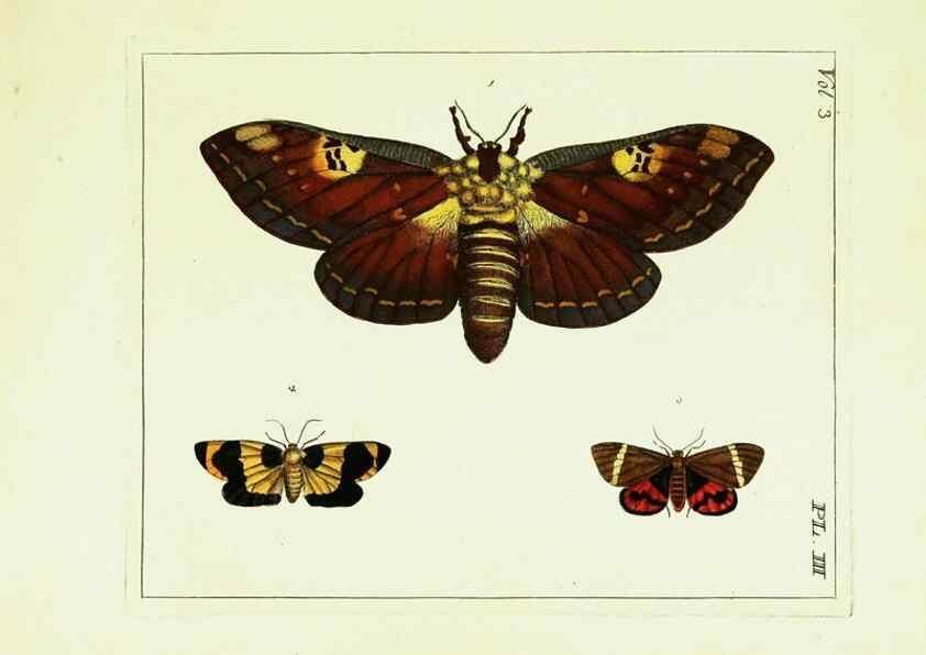 Reproducción/Reproduction 9245827613: Illustrations of natural history.. London,Printed for the author and sold by B. White,1770-82.