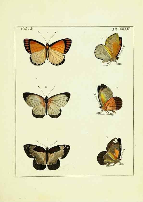 Reproducción/Reproduction 9248636570: Illustrations of natural history.. London,Printed for the author and sold by B. White,1770-82.