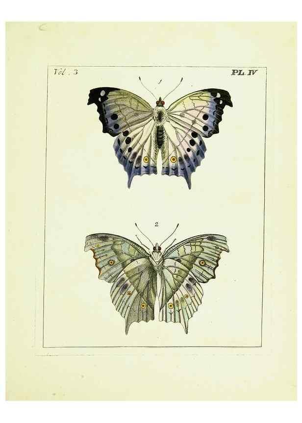 Reproducción/Reproduction 9248609918: Illustrations of natural history.. London,Printed for the author and sold by B. White,1770-82.