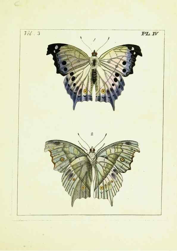 Reproducción/Reproduction 9248609918: Illustrations of natural history.. London,Printed for the author and sold by B. White,1770-82.