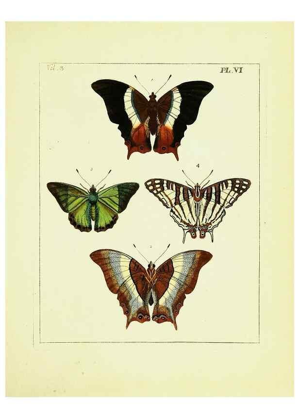 Reproducción/Reproduction 9245830757: Illustrations of natural history.. London,Printed for the author and sold by B. White,1770-82.