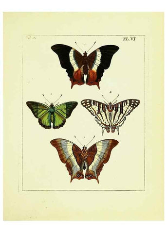 Reproducción/Reproduction 9245830757: Illustrations of natural history.. London,Printed for the author and sold by B. White,1770-82.