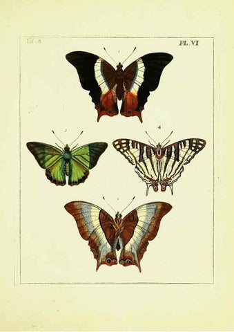 Reproducción/Reproduction 9245830757: Illustrations of natural history.. London,Printed for the author and sold by B. White,1770-82.