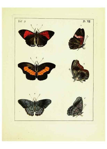 Reproducción/Reproduction 9248612808: Illustrations of natural history.. London,Printed for the author and sold by B. White,1770-82.
