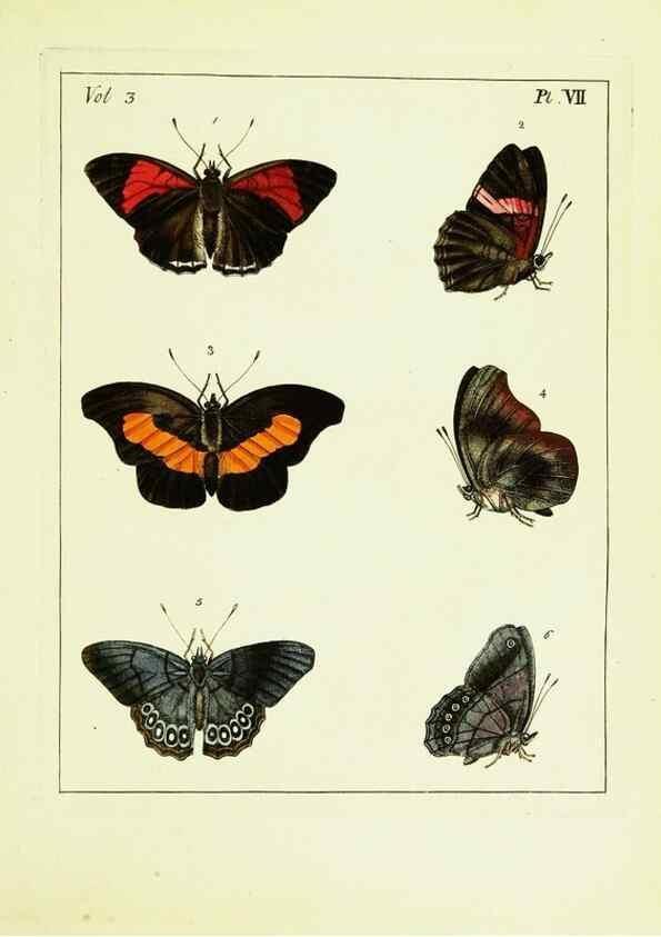 Reproducción/Reproduction 9248612808: Illustrations of natural history.. London,Printed for the author and sold by B. White,1770-82.