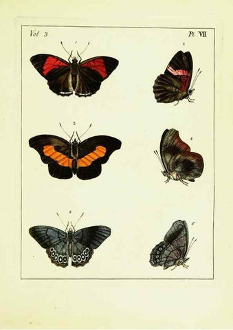 Reproducción/Reproduction 9248612808: Illustrations of natural history.. London,Printed for the author and sold by B. White,1770-82.