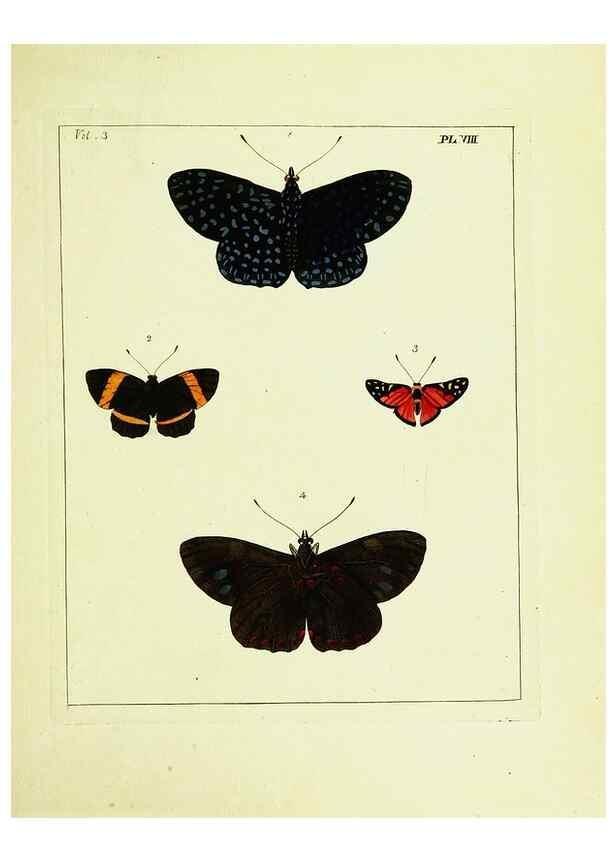 Reproducción/Reproduction 9245832565: Illustrations of natural history.. London,Printed for the author and sold by B. White,1770-82.