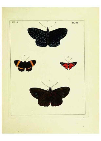 Reproducción/Reproduction 9245832565: Illustrations of natural history.. London,Printed for the author and sold by B. White,1770-82.