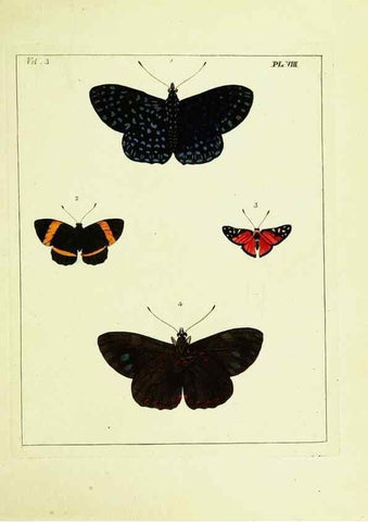 Reproducción/Reproduction 9245832565: Illustrations of natural history.. London,Printed for the author and sold by B. White,1770-82.