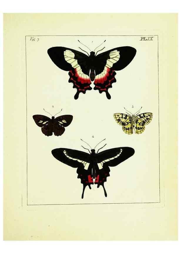 Reproducción/Reproduction 9245833435: Illustrations of natural history.. London,Printed for the author and sold by B. White,1770-82.