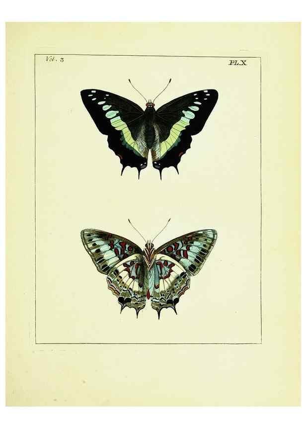 Reproducción/Reproduction 9245834513: Illustrations of natural history.. London,Printed for the author and sold by B. White,1770-82.