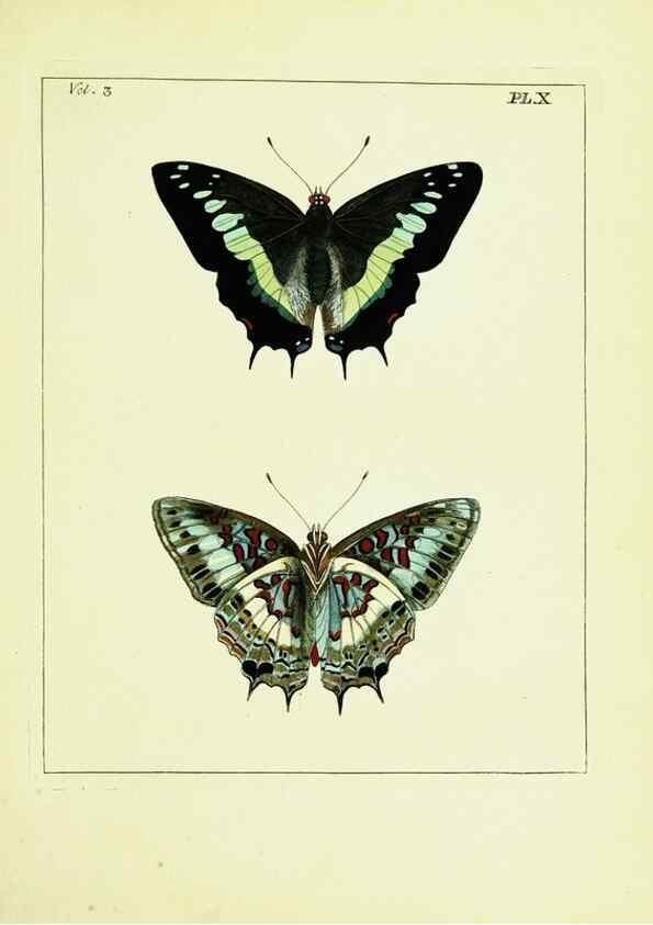 Reproducción/Reproduction 9245834513: Illustrations of natural history.. London,Printed for the author and sold by B. White,1770-82.