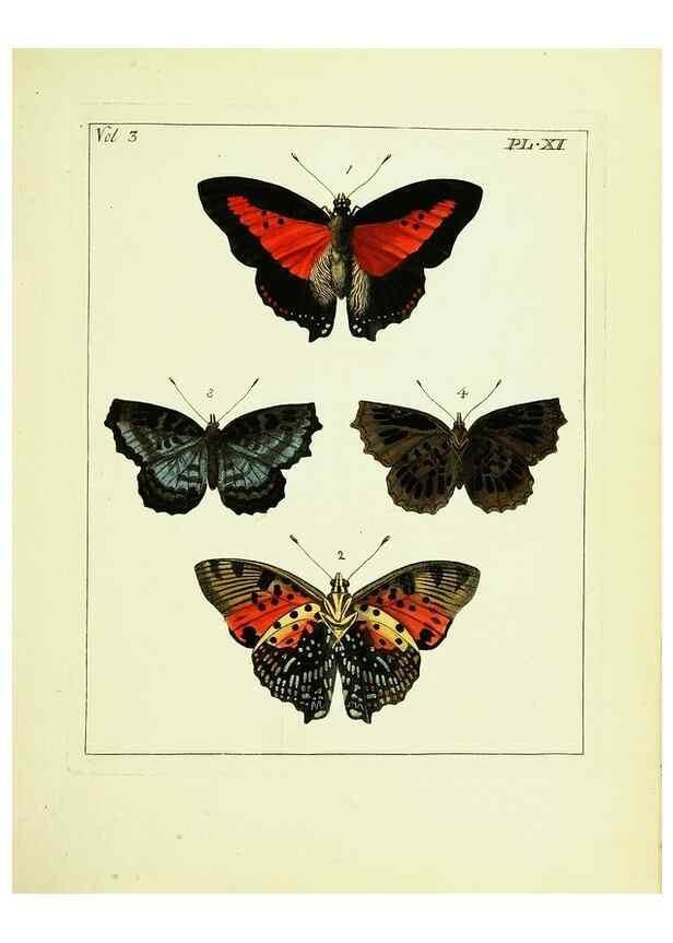 Reproducción/Reproduction 9248616638: Illustrations of natural history.. London,Printed for the author and sold by B. White,1770-82.