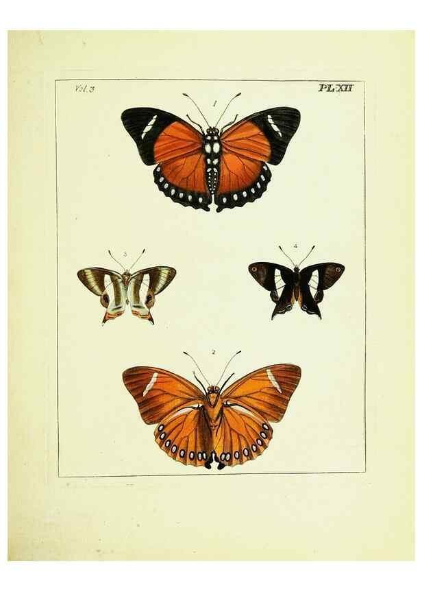 Reproducción/Reproduction 9248617608: Illustrations of natural history.. London,Printed for the author and sold by B. White,1770-82.